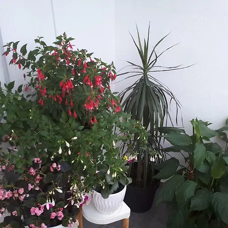 Apartament Kate Split